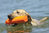 Avery Sporting Dog Canvas Bumper noutolelu (dummy) Ø 2 tuumaa, valkoinen