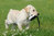 Avery Sporting Dog Canvas Bumper noutolelu (dummy) Ø 3 tuumaa, valkoinen