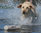 Avery Sporting Dog Canvas Bumper noutolelu (dummy) Ø 3 tuumaa, valkoinen